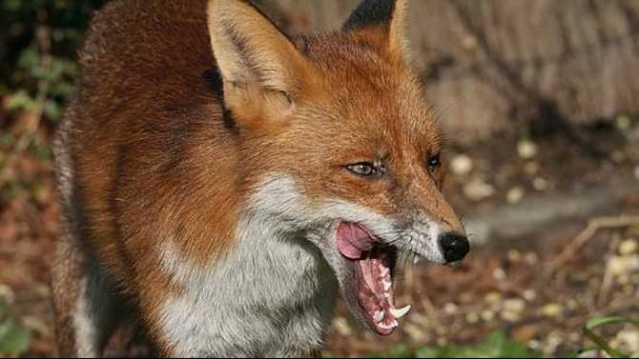 fox-mouth-open